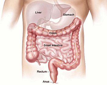 colon